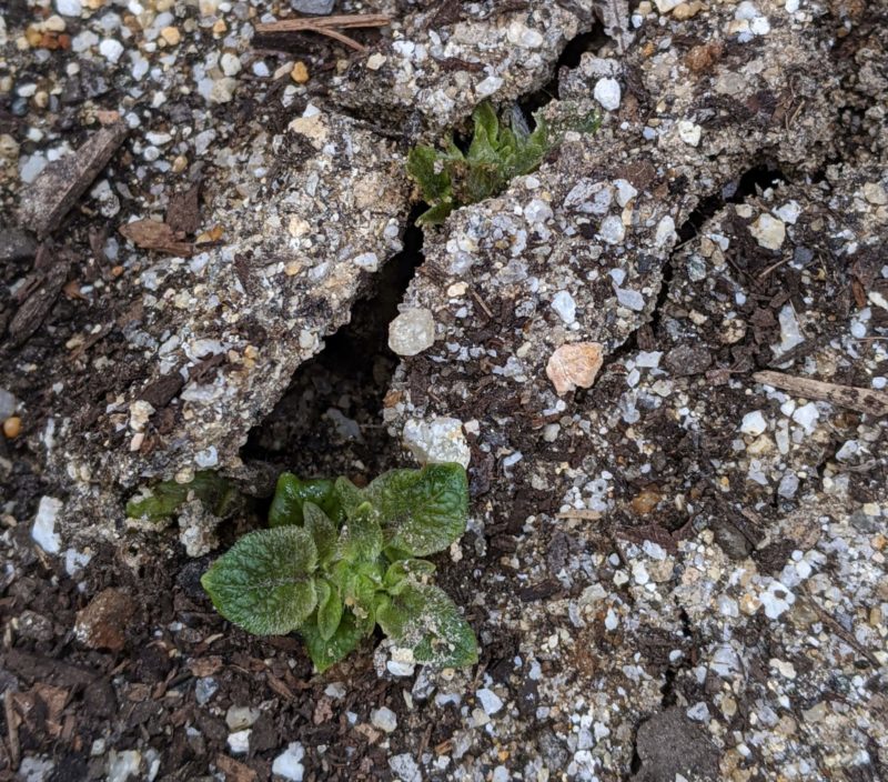 植えて一週間。ぐんぐん成長。